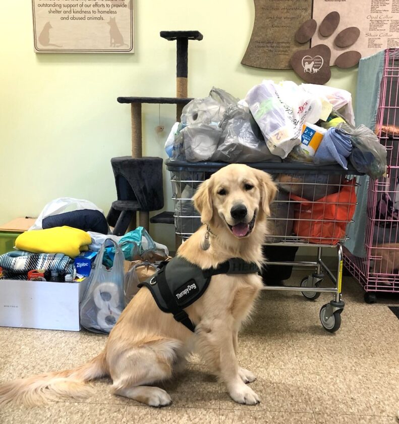 Middle school donation drive helps new therapy dog - Times Observer